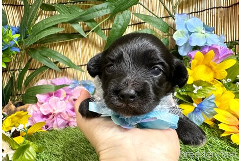 成約済の愛知県のマルックス:マルチーズ×ミニチュアダックスフンド-322116の13枚目
