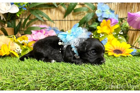 成約済の愛知県のマルックス:マルチーズ×ミニチュアダックスフンド-322116の12枚目