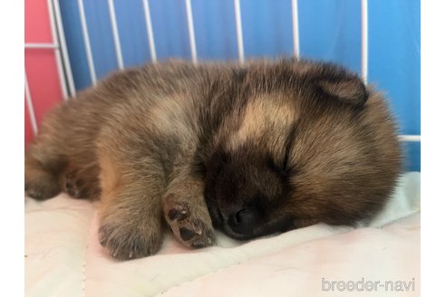 成約済の栃木県のミックス犬-323216の3枚目