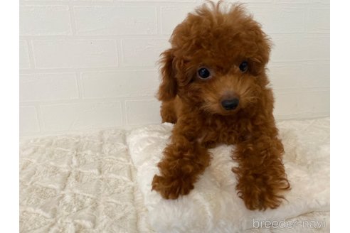 成約済の静岡県のトイプードル-318725の2枚目