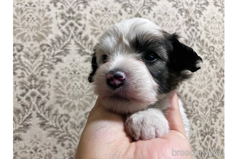 成約済の千葉県のチャイニーズクレステッドドッグ-322660の3枚目