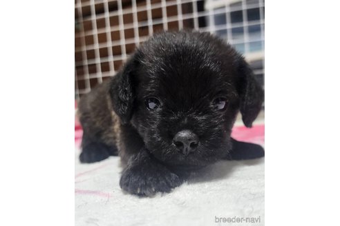 成約済の岡山県のミックス犬-321068の7枚目