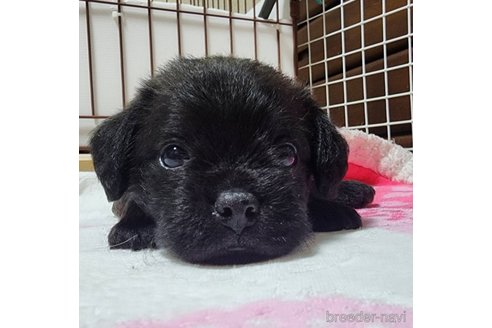 成約済の岡山県のミックス犬-321068の8枚目