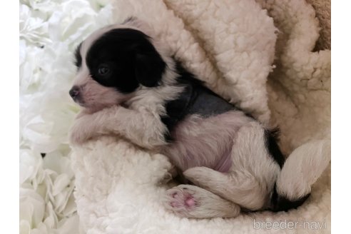 成約済の千葉県のチャイニーズクレステッドドッグ-322661の2枚目