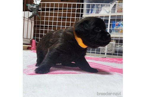 成約済の岡山県のミックス犬-321064の10枚目