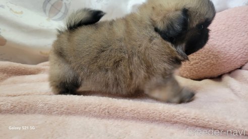 成約済の香川県のペキニーズ-323236の4枚目