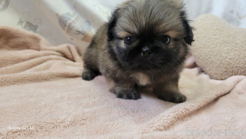 成約済の香川県のペキニーズ-323242の10枚目