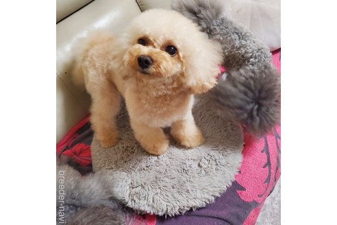 ティアラちゃん1枚目
