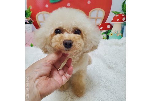 ティアラちゃん1枚目