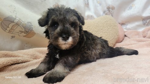 成約済の香川県のミニチュアシュナウザー-323248の21枚目