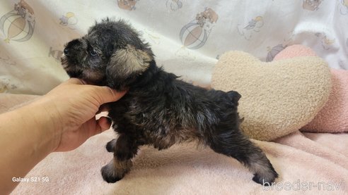 成約済の香川県のミニチュアシュナウザー-323248の19枚目