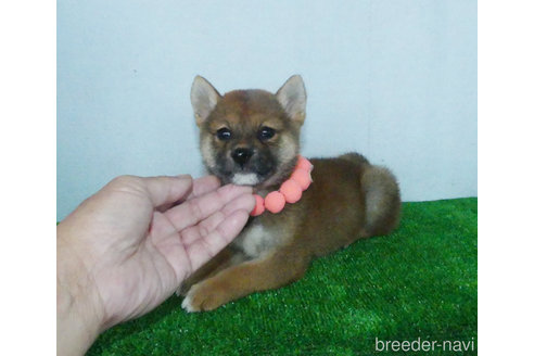 成約済の静岡県の柴犬-323246の5枚目