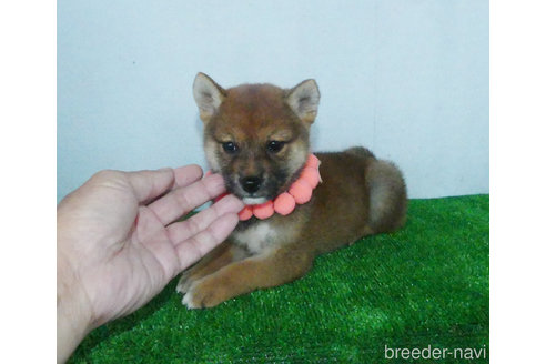 成約済の静岡県の柴犬-323246の4枚目