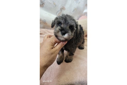 成約済の香川県のミニチュアシュナウザー-323257の12枚目
