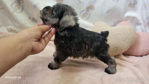 成約済の香川県のミニチュアシュナウザー-323257の13枚目