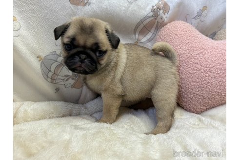 成約済の香川県のパグ-323267の2枚目
