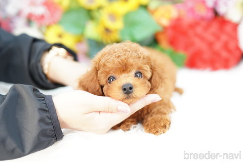 成約済の埼玉県のトイプードル-323285の4枚目