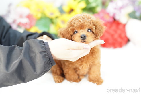 成約済の埼玉県のトイプードル-323285の3枚目