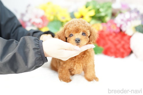 成約済の埼玉県のトイプードル-323285の2枚目