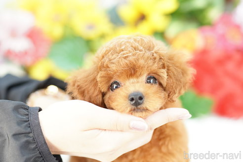 成約済の埼玉県のトイプードル-323285の1枚目