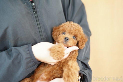 成約済の埼玉県のトイプードル-323287の4枚目