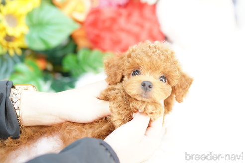 成約済の埼玉県のトイプードル-323287の3枚目