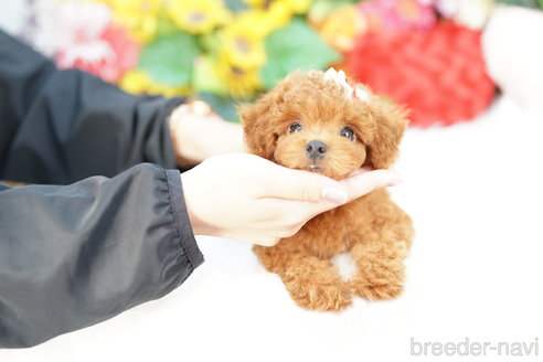 成約済の埼玉県のトイプードル-323287の2枚目