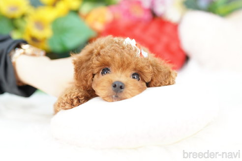 成約済の埼玉県のトイプードル-323287の1枚目