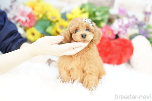 成約済の埼玉県のトイプードル-323291の4枚目