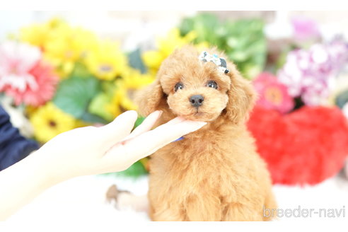 成約済の埼玉県のトイプードル-323291の3枚目