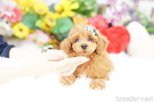 成約済の埼玉県のトイプードル-323291の2枚目