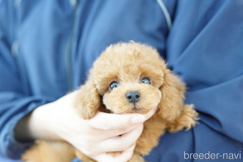 成約済の埼玉県のトイプードル-323291の1枚目