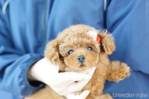 成約済の埼玉県のトイプードル-323294の1枚目