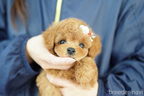 成約済の埼玉県のトイプードル-323298の4枚目