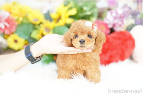 成約済の埼玉県のトイプードル-323298の3枚目