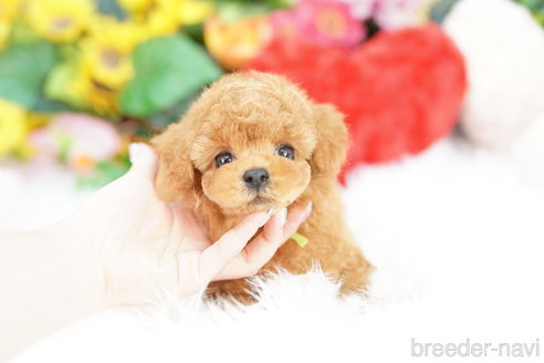 成約済の埼玉県のトイプードル-323298の2枚目