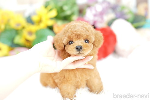 成約済の埼玉県のトイプードル-323298の1枚目