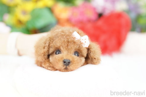 成約済の埼玉県のトイプードル-323302の4枚目