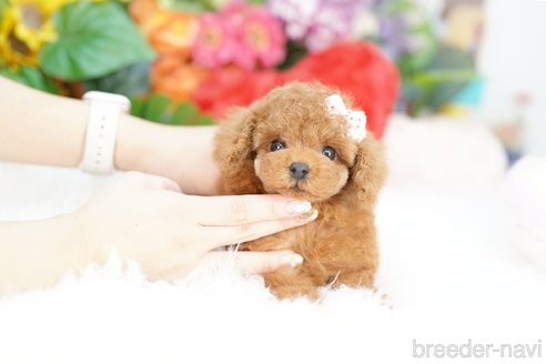 成約済の埼玉県のトイプードル-323302の3枚目