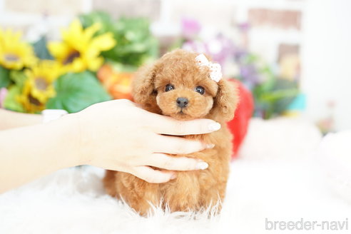 成約済の埼玉県のトイプードル-323302の2枚目