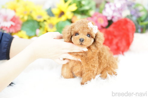 成約済の埼玉県のトイプードル-323302