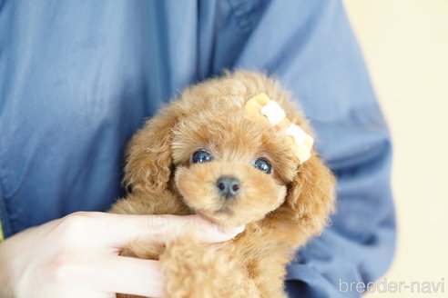 成約済の埼玉県のトイプードル-323305の5枚目