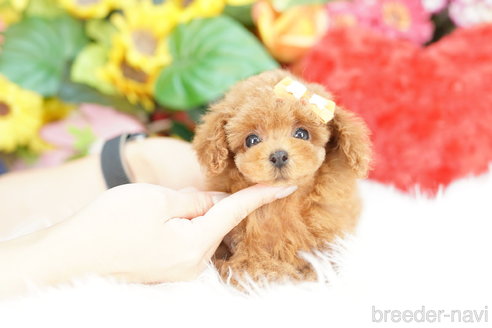 成約済の埼玉県のトイプードル-323305