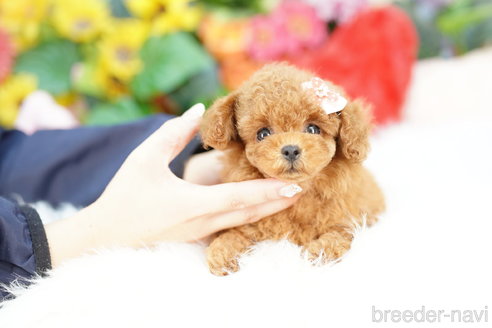 成約済の埼玉県のトイプードル-323307の4枚目