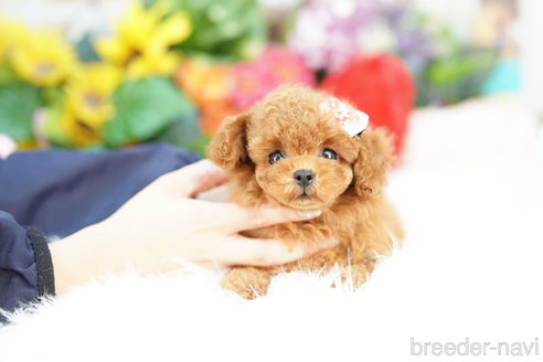 成約済の埼玉県のトイプードル-323307の3枚目