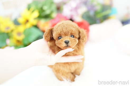 成約済の埼玉県のトイプードル-323307の2枚目