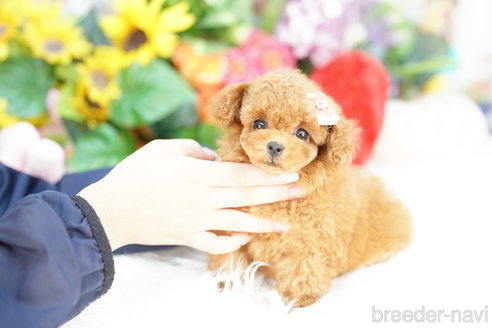 成約済の埼玉県のトイプードル-323307