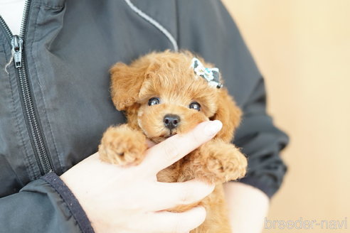 成約済の埼玉県のトイプードル-323308の5枚目