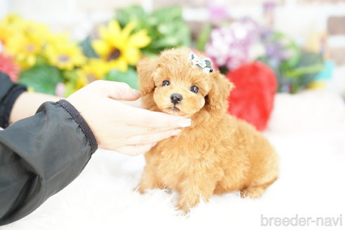 成約済の埼玉県のトイプードル-323308の4枚目