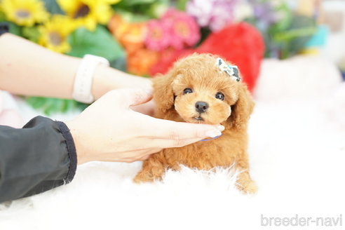 成約済の埼玉県のトイプードル-323308の3枚目